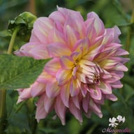 Strawberry Ice Dahlia Tuber