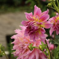 Strawberry Ice Dahlia Tuber