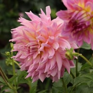 Strawberry Ice Dahlia Tuber
