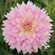 Strawberry Ice Dahlia Tuber