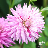 Striped Ambition Dahlia Tuber
