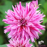 Striped Ambition Dahlia Tuber
