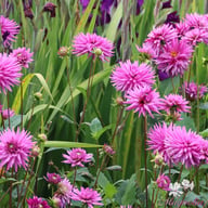 Striped Ambition Dahlia Tuber
