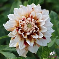 Striped Duet Dahlia Tuber
