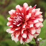 Striped Duet Dahlia Tuber