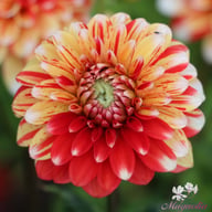 Striped Nagano Dahlia Tuber