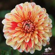Striped Nagano Dahlia Tuber