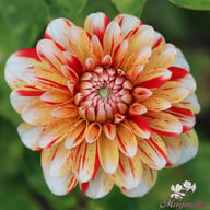 Striped Nagano Dahlia Tuber