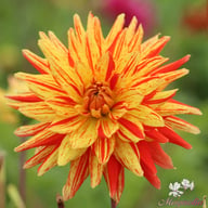 Striped Vulcan Dahlia Tuber