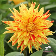 Striped Vulcan Dahlia Tuber