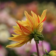 Striped Vulcan Dahlia Tuber