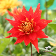 Striped Vulcan Dahlia Tuber