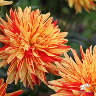 Striped Vulcan Dahlia Tuber