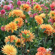 Striped Vulcan Dahlia Tuber