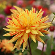 Striped Vulcan Dahlia Tuber