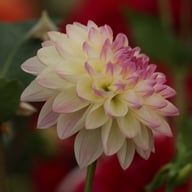 Sturm Kika Dahlia Tuber