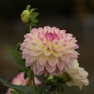Sturm Kika Dahlia Tuber