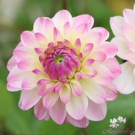 Sturm Kika Dahlia Tuber