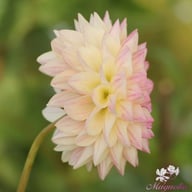 Sturm Kika Dahlia Tuber