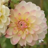 Sturm Kika Dahlia Tuber