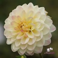 Sturm Kika Dahlia Tuber