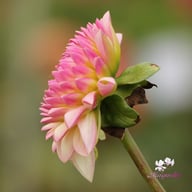 Sturm Kika Dahlia Tuber