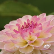 Sturm Kika Dahlia Tuber