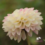 Sturm Kika Dahlia Tuber