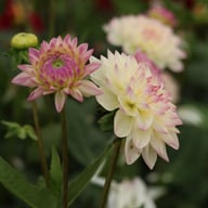 Sturm Kika Dahlia Tuber