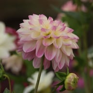 Sturm Kika Dahlia Tuber