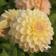 Sturm Sweet Maria Dahlia Knöl