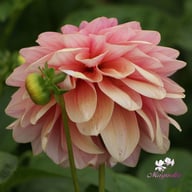 Sturm Sweet Maria Dahlia Knöl
