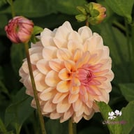 Sturm Sweet Maria Dahlia Knöl