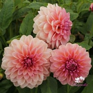 Sturm Sweet Maria Dahlia Knöl