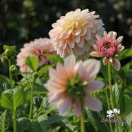 Sturm Sweet Maria Dahlia Knöl