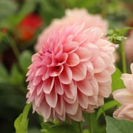 Sturm Sweet Maria Dahlia Tuber