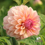 Sturm Sweet Maria Dahlia Knöl