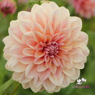 Sturm Sweet Maria Dahlia Knöl