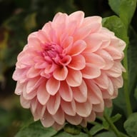 Sturm Sweet Maria Dahlia Tuber