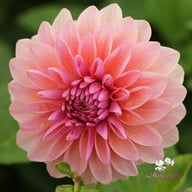 Sturm Sweet Maria Dahlia Knöl