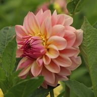 Sturm Sweet Maria Dahlia Knöl