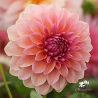 Sturm Sweet Maria Dahlia Knöl