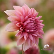 Sturm Sweet Maria Dahlia Knöl