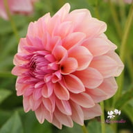 Sturm Sweet Maria Dahlia Knöl