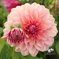 Sturm Sweet Maria Dahlia Knöl