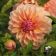 Sturm Sweet Maria Dahlia Knöl
