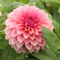 Sturm Sweet Maria Dahlia Tuber