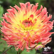 Summer Breeze Dahlia Tuber