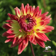 Summer Breeze Dahlia Tuber