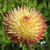 Summer Breeze Dahlia Tuber